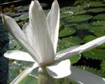 Click image for larger version

Name:	lotus.jpg
Views:	96
Size:	21.3 KB
ID:	1701