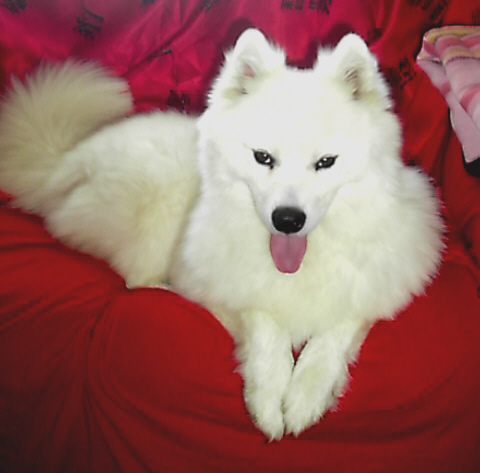 Click image for larger version

Name:	ben on red chair - beautiful pic.jpg
Views:	151
Size:	74.6 KB
ID:	1902