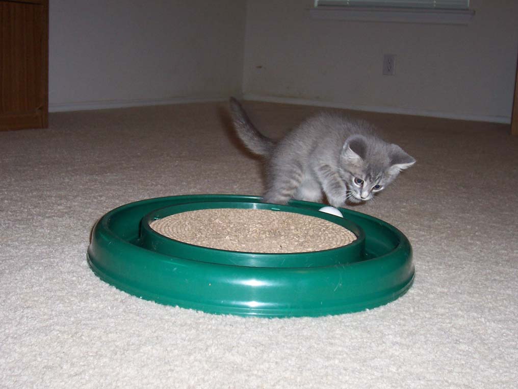 Click image for larger version

Name:	Misty_Playing.jpg
Views:	152
Size:	86.1 KB
ID:	2860