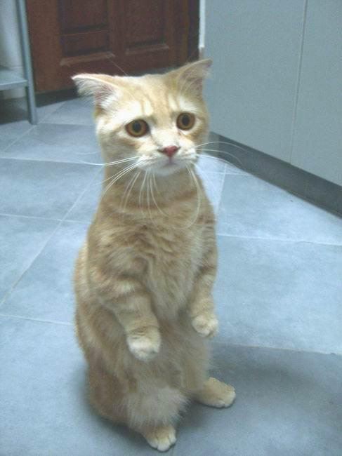 Click image for larger version

Name:	cookiecat.jpg
Views:	421
Size:	39.5 KB
ID:	4015
