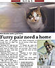 Cats in need of new Home-furry-b.jpg