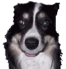 Name:  sleep_pup.gif
Views: 212
Size:  29.7 KB