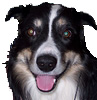 Name:  borrow_ears.jpg
Views: 163
Size:  29.9 KB