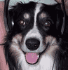 Name:  giz4.gif
Views: 148
Size:  36.7 KB
