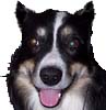 Name:  new_ears.jpg
Views: 170
Size:  26.0 KB