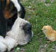 Name:  lotnks.gif
Views: 69
Size:  24.3 KB