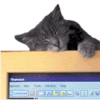 ~~**smart People Click Here**~~-cat-avatar-fun-only2.gif