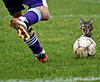 Image Caption competition - April CLOSED!-soccercat.jpg