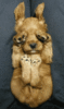Click image for larger version

Name:	cute-4.gif
Views:	56
Size:	91.1 KB
ID:	2328