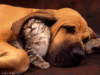 Click image for larger version

Name:	cute-10.gif
Views:	39
Size:	91.1 KB
ID:	2329