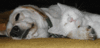 Click image for larger version

Name:	cute-12.gif
Views:	53
Size:	91.1 KB
ID:	2330