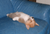 Click image for larger version

Name:	cute-14.gif
Views:	55
Size:	93.9 KB
ID:	2331